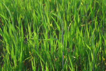 Fototapeta na wymiar ostrza trawy oświetlone przez światło słoneczne lato