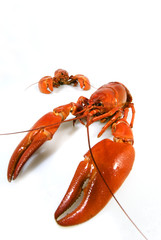 crawlfish
