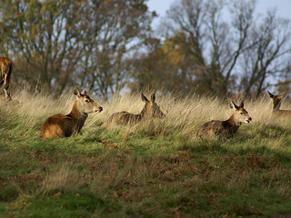 group of reindeer