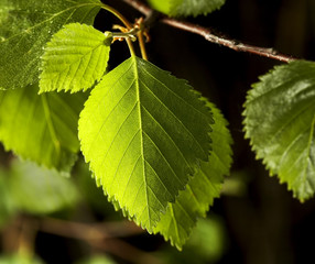 Fototapeta premium birch leaf