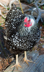 the hen