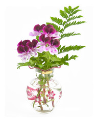 geranium 'witchwood'