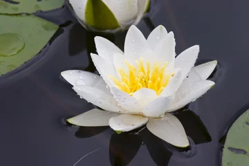 Crédence de cuisine en verre imprimé Nénuphars water lily in a sunny day