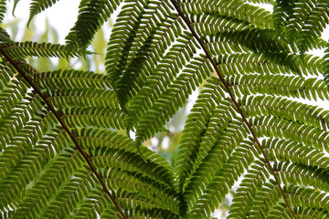 fern