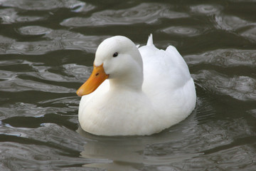 farmyard duck
