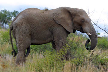 Obraz na płótnie Canvas elefantenbulle