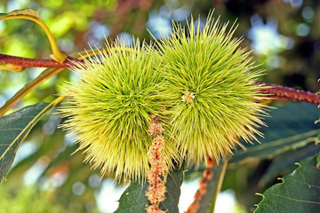 chestnuts
