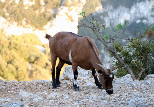 ch&egrave;vre sauvage