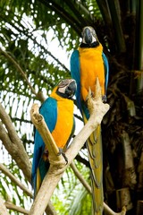 2 parrots