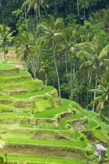 rice terraces