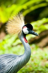 crowned crane