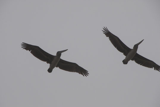 pellicani in volo