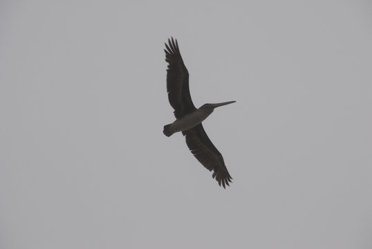 pellicano in volo