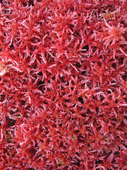 Fototapeta premium natural red carpet from plants