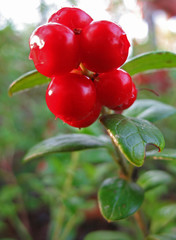 cowberry