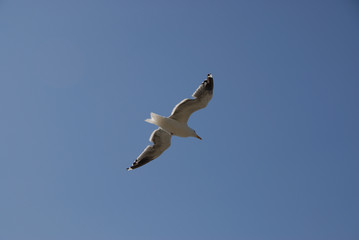 Fototapeta premium gabbiano in volo