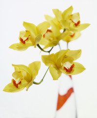 flowers, orchids with red band