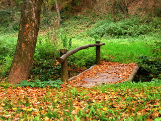 little bridge in forest