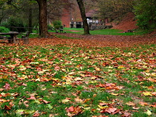 autumn leaves in forest