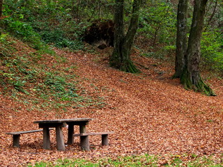 bench in forest