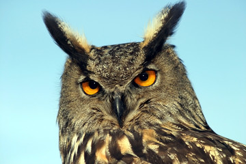 eurasian eagle-owl