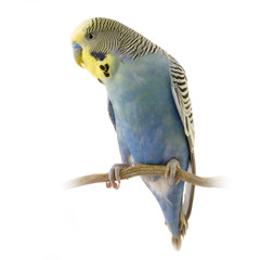perruche jaune et bleue