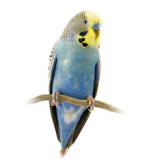 perruche jaune et bleue