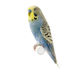perruche jaune et bleue