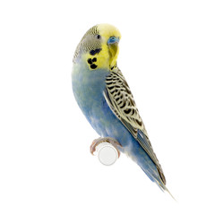 perruche jaune et bleue