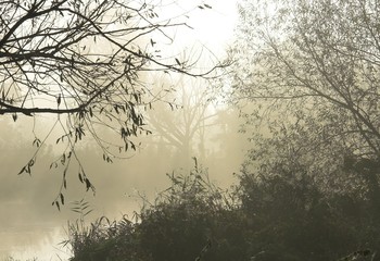 a foggy pond