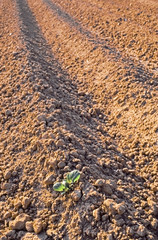seed soil