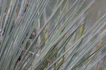 yucca