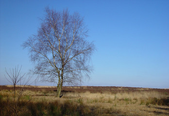 landscape with tree