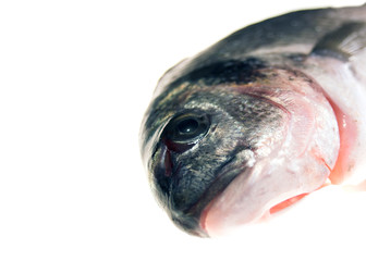 gilt-head bream