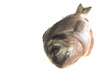 gilt-head bream