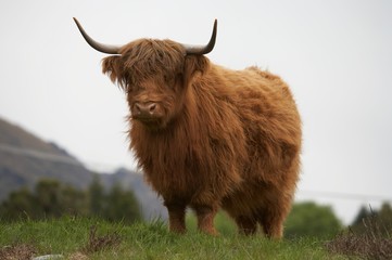 highland cow