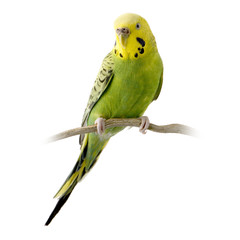 perruche jaune et verte