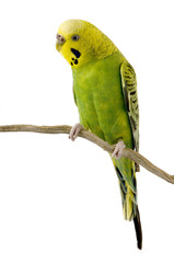 perruche jaune et verte