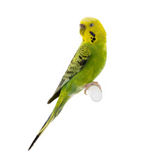 perruche jaune et verte