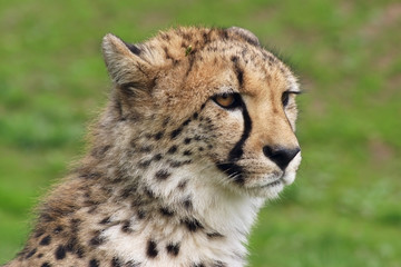 Obraz na płótnie Canvas cheetah