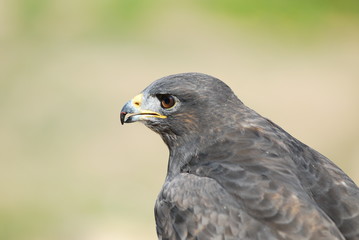 buse variable