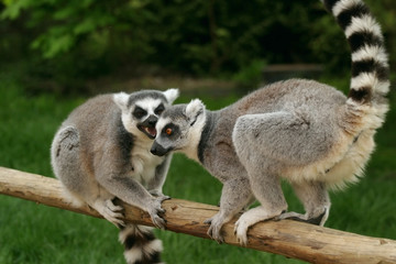 monkey ring-tailed lemur