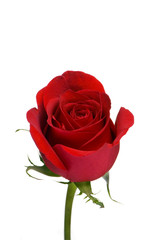 red rose 2
