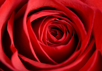 red rose