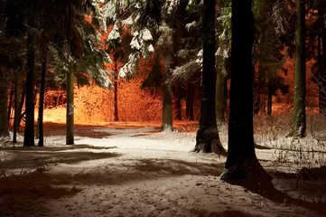 Papier Peint photo autocollant Hiver winter forest