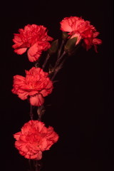 carnation 3
