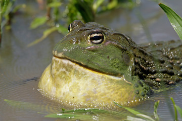 african giant bullfrog