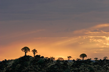 quiver tree silhouettes