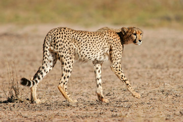 stalking cheetah