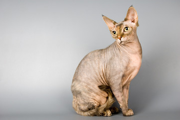 cat of breed the canadian sphynx